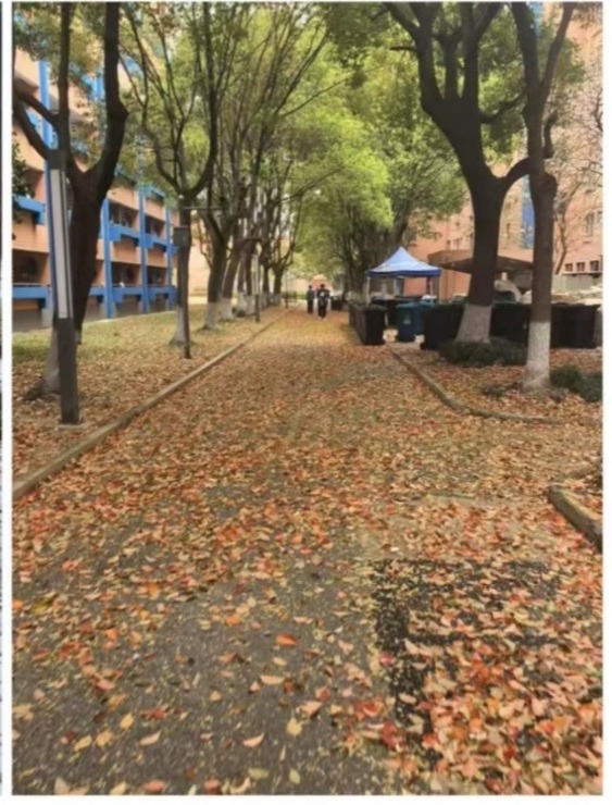 春季换叶期 环卫清扫忙  驻足欣赏中 美在周边寻